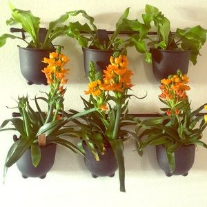 Wall planters 🌱🌵🌺